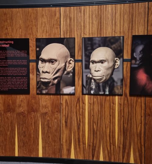 homonaledi