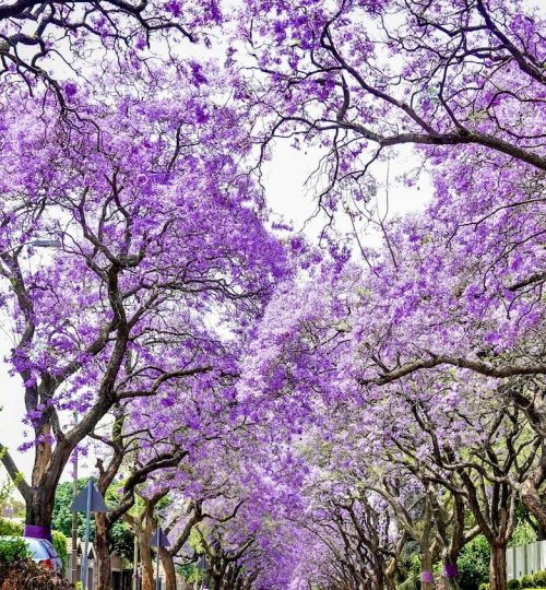 jacarandas